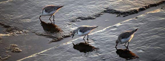Algarve-Plovers Algarve Plovers