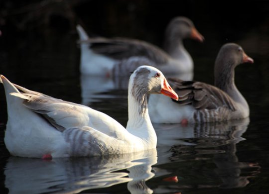 Ducks-on-the-water Ducks on the water