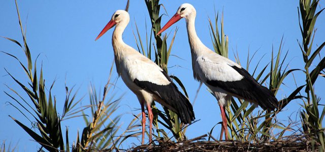 Silves white storks white storks at Silves