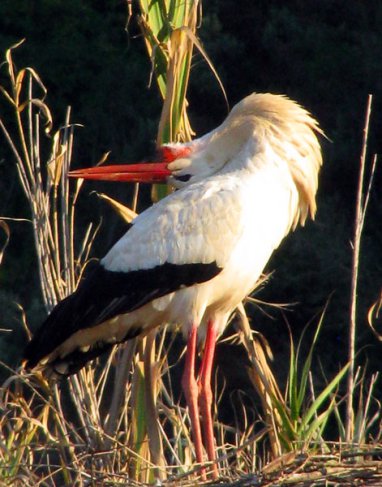 White-Stork-head-back White Stork photograph - head back