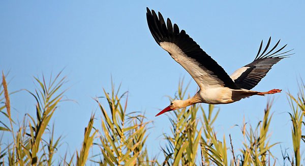 White-stork-in-flight White stork in flight Algarve
