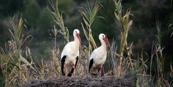 White-Stork-pair Pair of White Storks