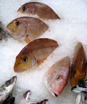 fan of fish