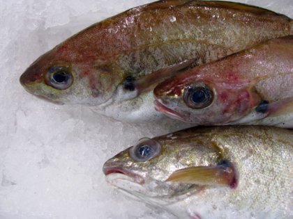 fishes on ice