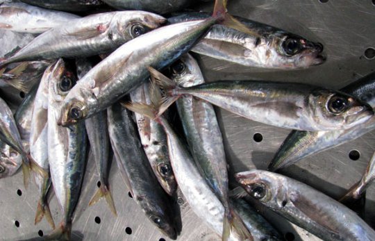 fishes