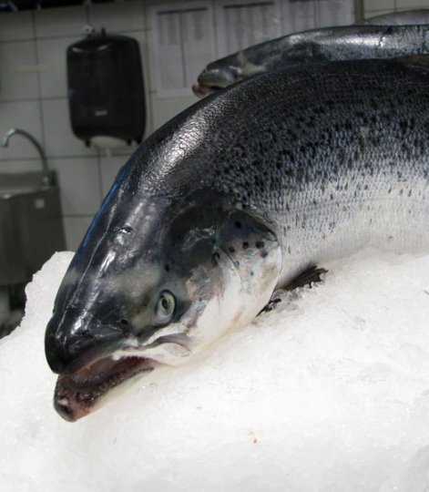 scary fish