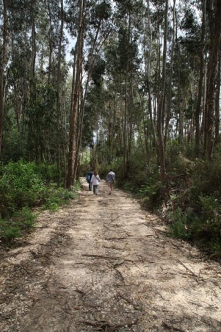 walk 1