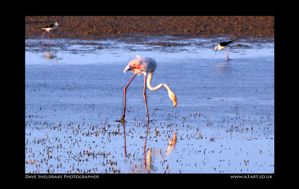 Salgados bird 1
