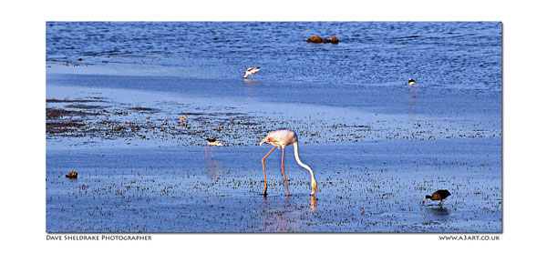 Salgados bird 2