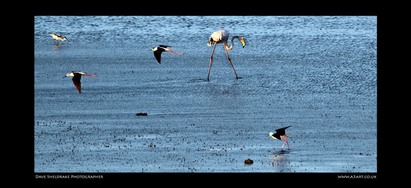 Salgados bird 3