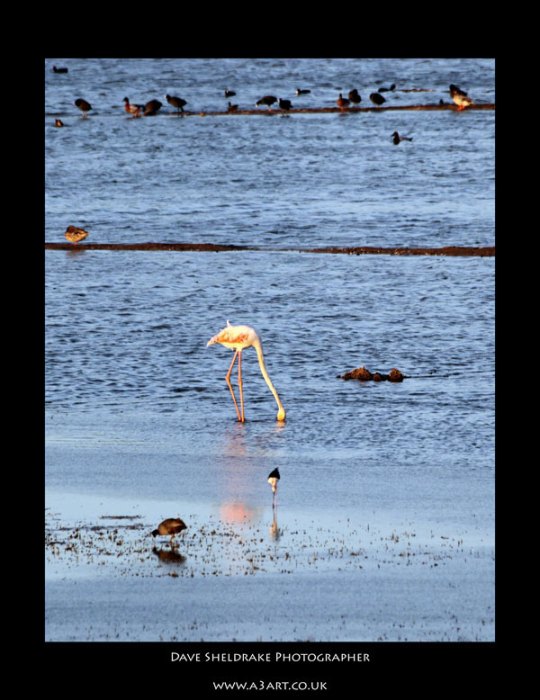 Salgados bird 4