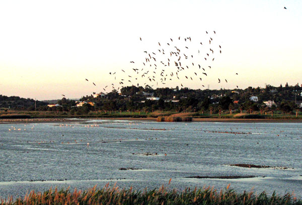 Salgados lagoon 3