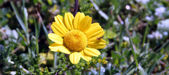 Aljezur flower