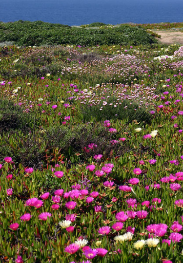 Aljezur flowers