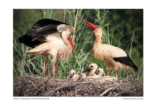 White Stork family Algarve