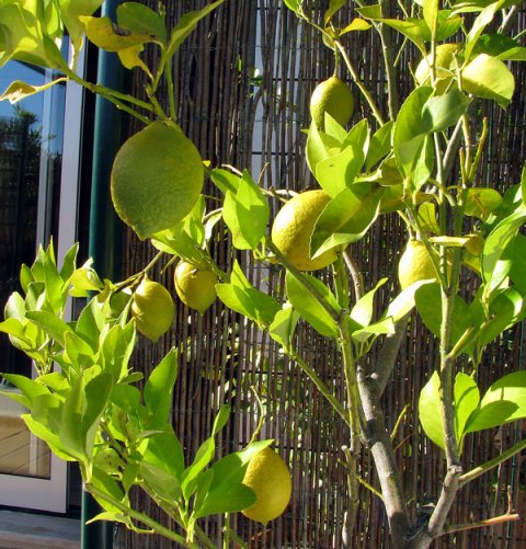 Simple Pleasures lemons on tree