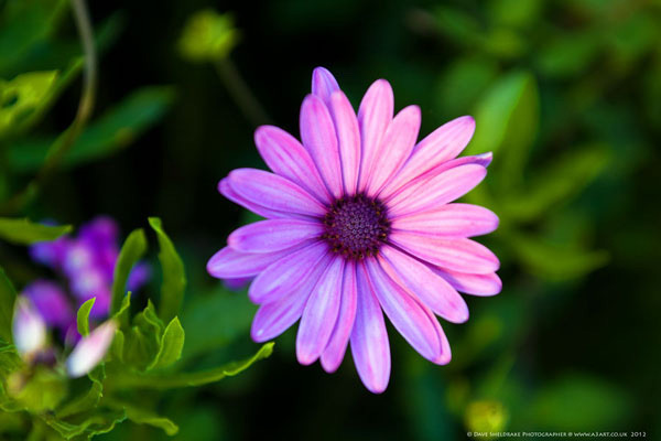 Simple Pleasures purple flower