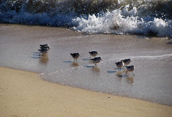 Simple Pleasures Algarve beach birds