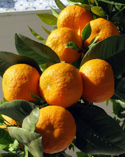 Oranges Algarve Blog #001