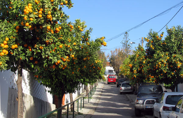 Oranges Algarve Blog #002
