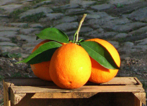 Oranges Algarve Blog  #005