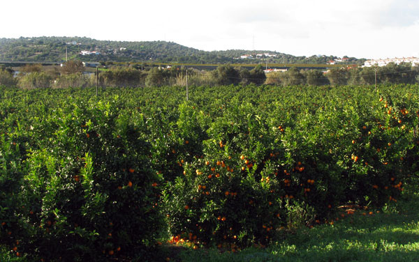 Oranges Algarve Blog #006