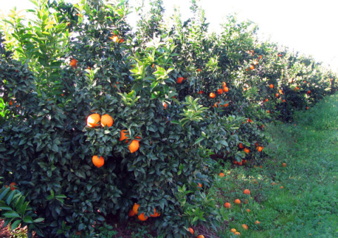 Oranges Algarve Blog #007