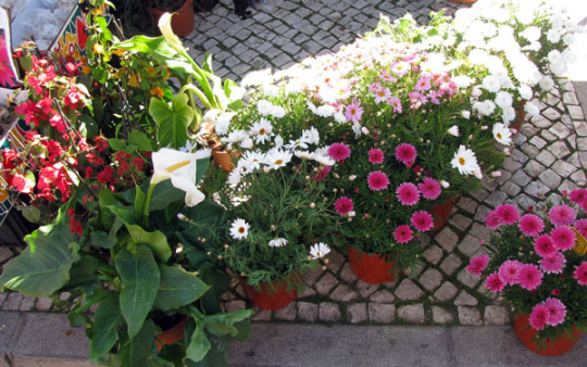 Loulé market #0030
