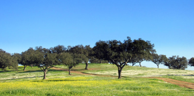 Alyson Sheldrake Algarve Blog Alentejo countryside