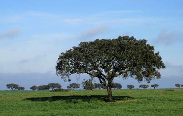 Alyson Sheldrake Algarve Blog Alentejo countryside