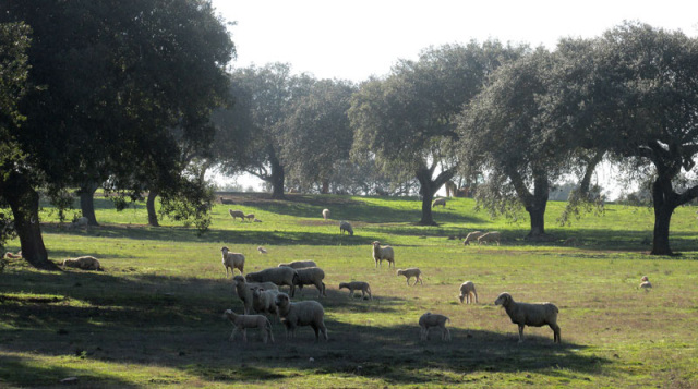 Alyson Sheldrake Algarve Blog Alentejo countryside