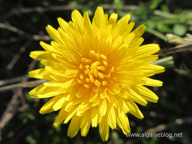 Algarve Blog Wild Flowers