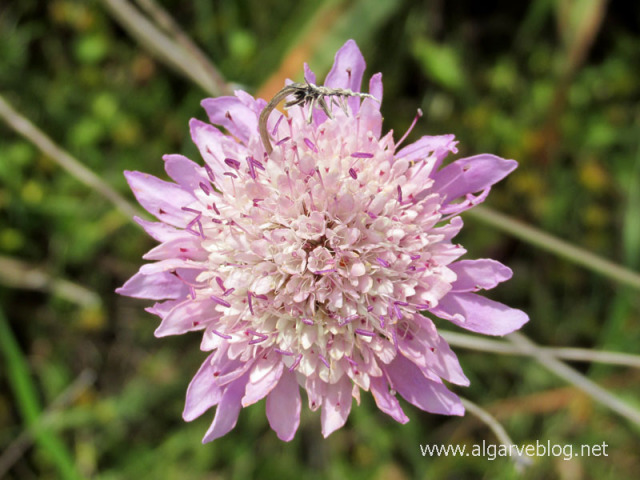 Algarve Blog Wild Flowers