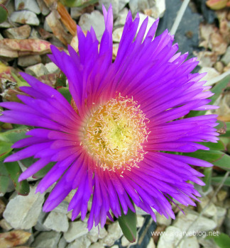 Algarve Blog Wild Flowers