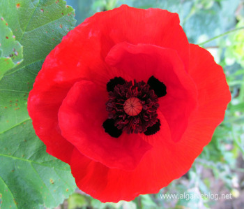 Algarve Blog Wild Flowers