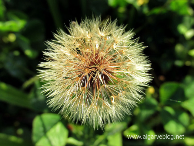 Algarve Blog Wild Flowers
