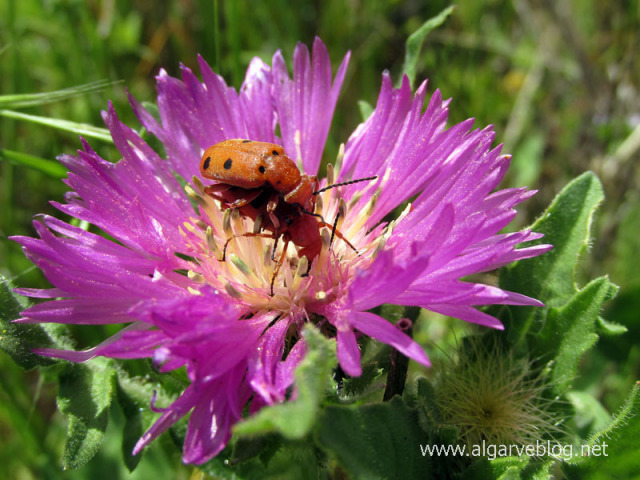 Algarve Blog Wild Flowers