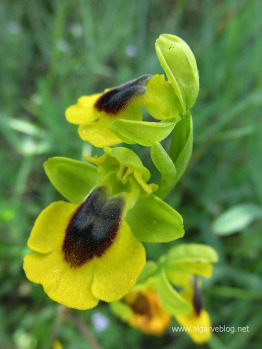 Algarve Blog Wild Flowers