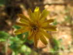 Algarve Blog Wild Flowers