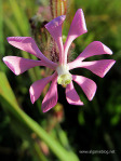 Algarve Blog Wild Flowers