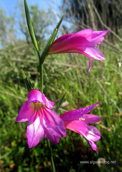 Algarve Blog Wild Flowers
