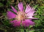 Algarve Blog Wild Flowers