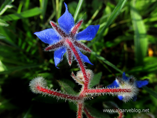 Algarve Blog Wild Flowers