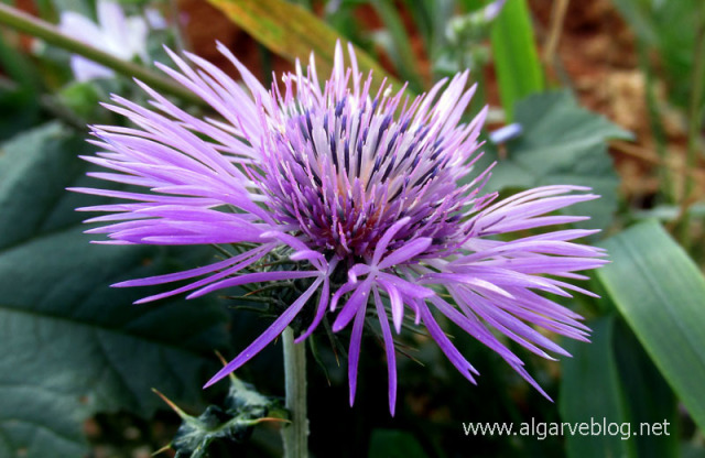Algarve Blog Wild Flowers