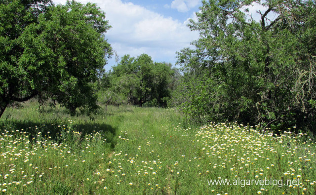 Algarve Blog Wild Flowers