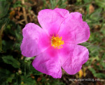 Algarve Blog Wild Flowers