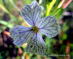 Algarve Blog Wild Flowers