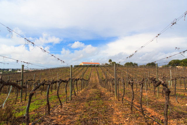 Adega do Cantor - Winery of the Singer Algarve Blog