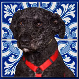 Kat the Dog Facebook 