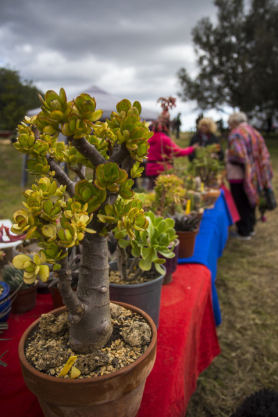 Silves Garden Fair
